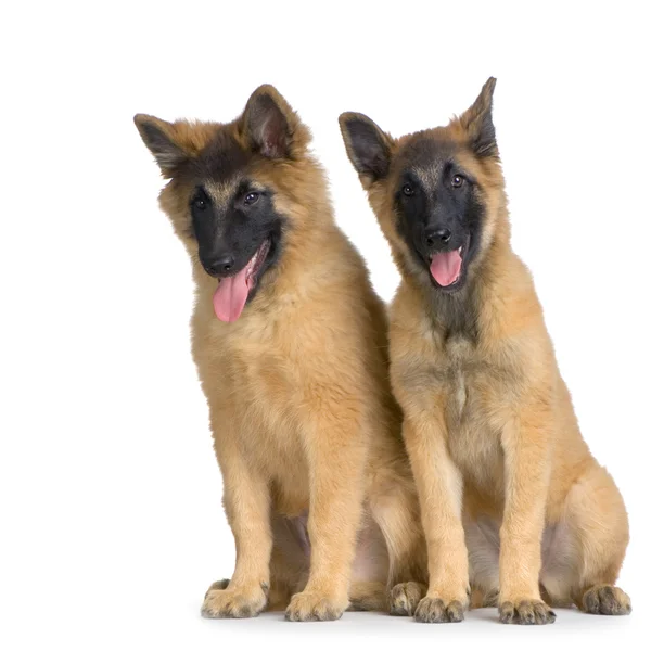 Coppia di due cuccioli belgi Tervuren — Foto Stock