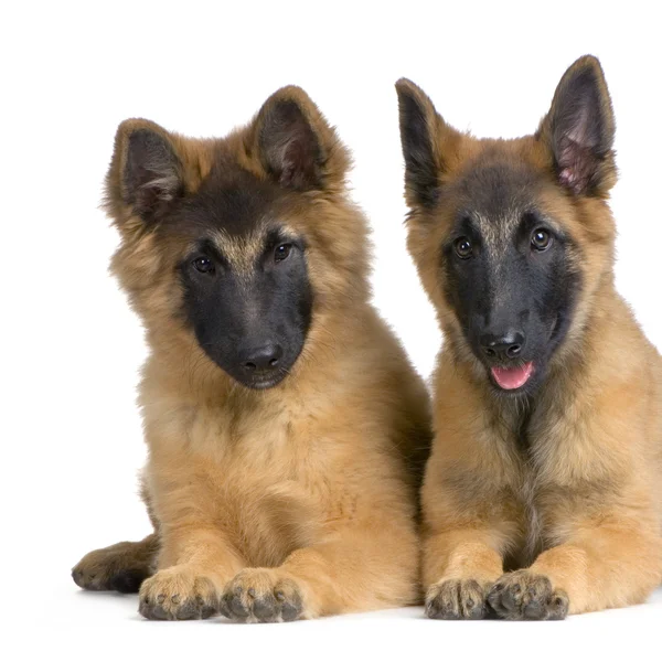 Paar van puppy Belgische tervuren — Stockfoto