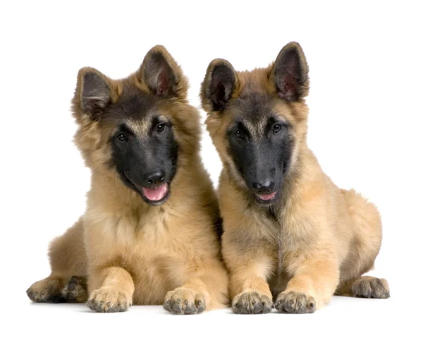Couple of Puppy Belgian Tervuren — Stock Photo, Image