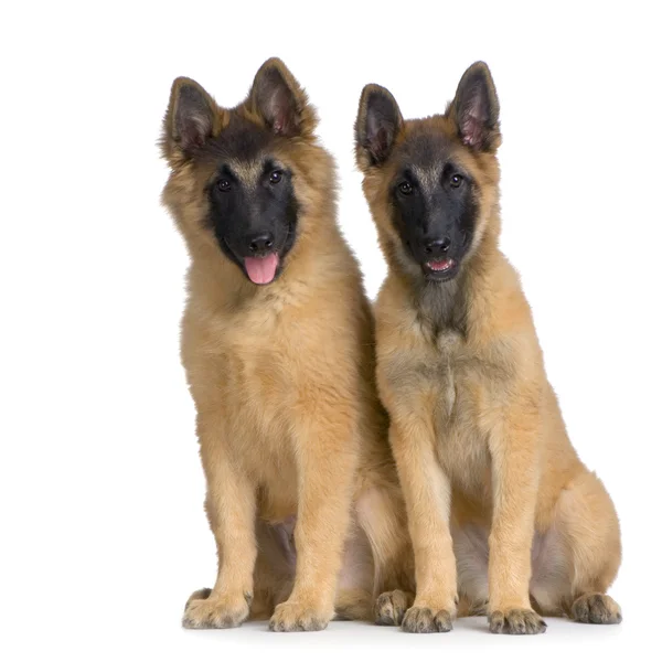 Casal de dois filhotes de cachorro belga Tervuren — Fotografia de Stock
