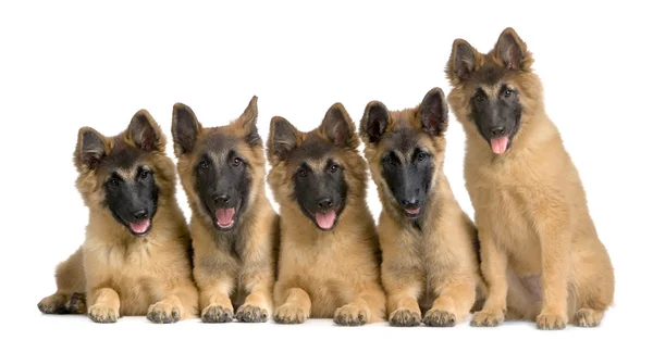 Wolfpack of five puppies Belgian Tervuren — Stock Photo, Image