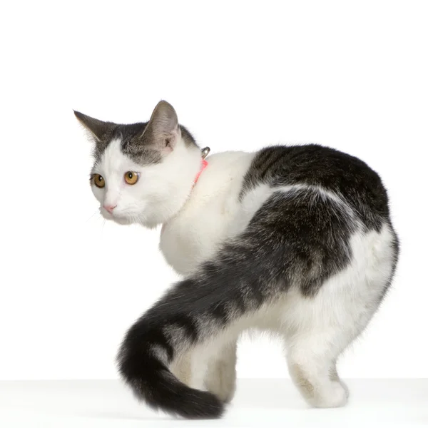 Gatto davanti a uno sfondo bianco — Foto Stock