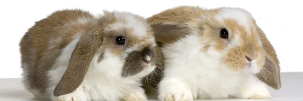 Пара Lop кролик — стокове фото