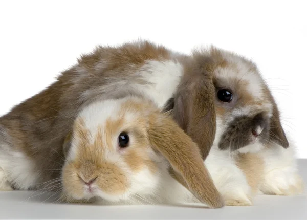 Para lop królików — Zdjęcie stockowe