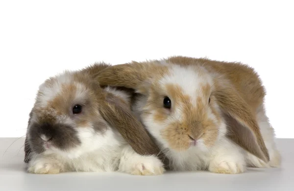 Couple of Lop Rabbit — Stock Photo, Image