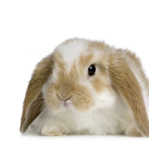 Lop Rabbit — Stock Photo, Image