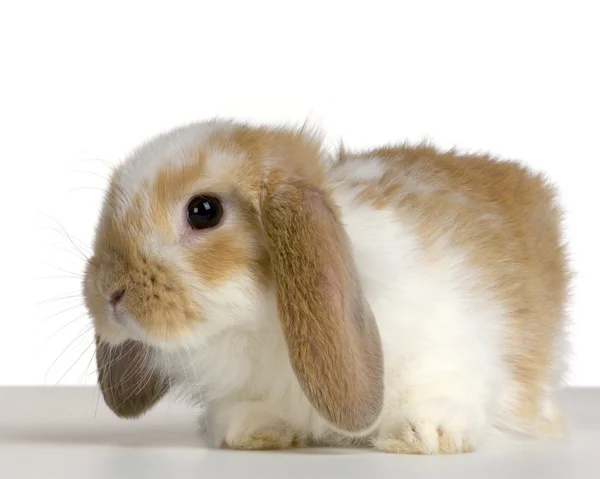 Лоп-кролик — стоковое фото