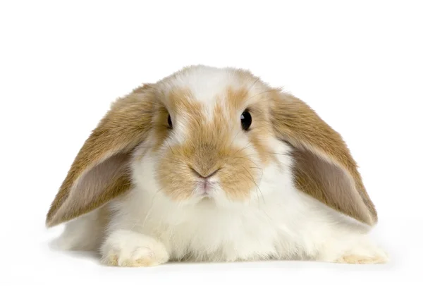 Lop królików — Zdjęcie stockowe
