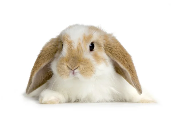 Lop králík — Stock fotografie