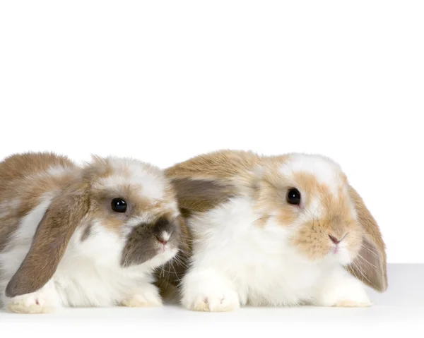 Para lop królików — Zdjęcie stockowe
