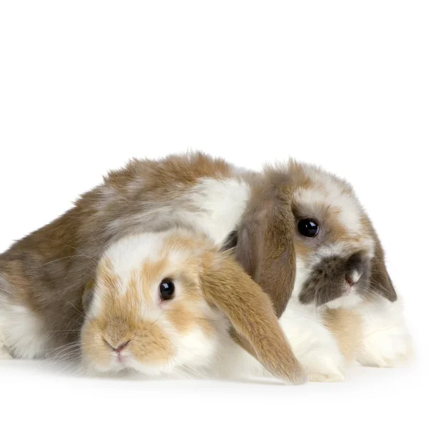 Couple of Lop Rabbit — Stock Photo, Image