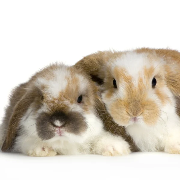 Paar van lop konijn — Stockfoto