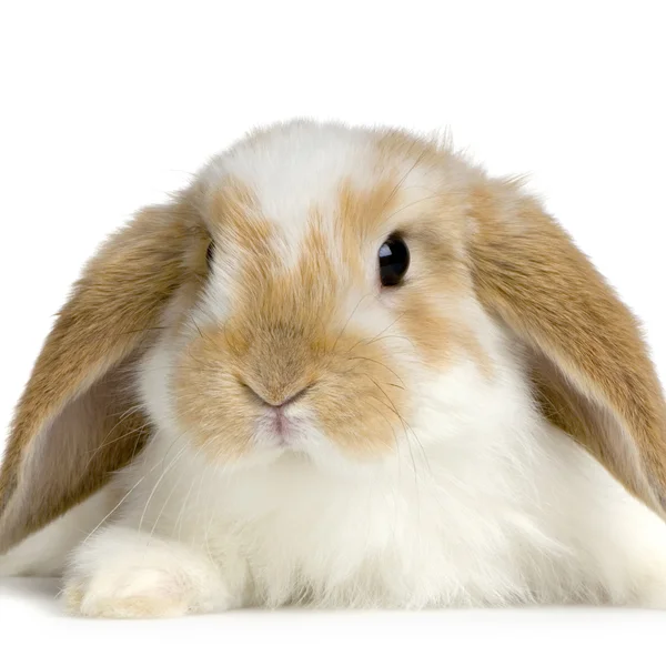Hangoor konijnen — Stockfoto