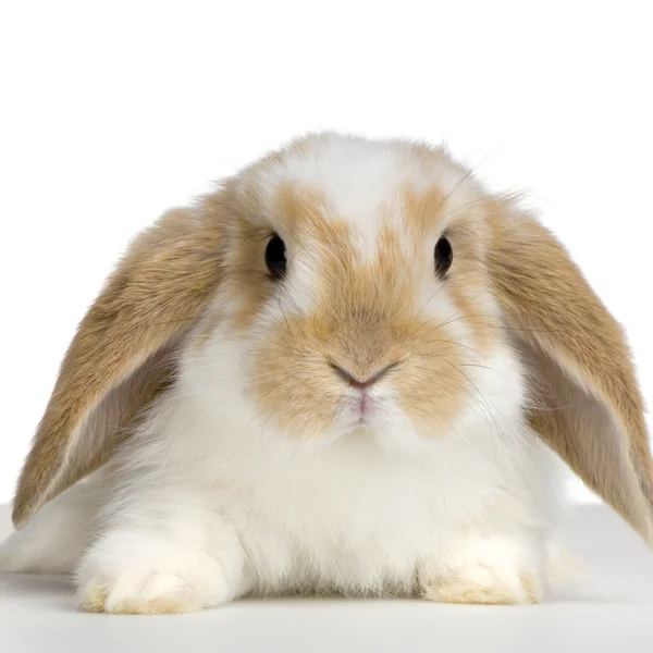 Lop králík — Stock fotografie