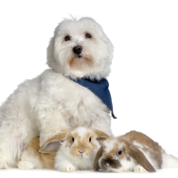 Hund och lop kaniner — Stockfoto