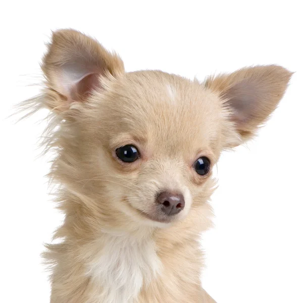 Chihuahua de cabelos compridos — Fotografia de Stock