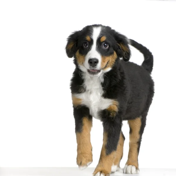 Puppy Bernese mountain dog — Stock Photo, Image