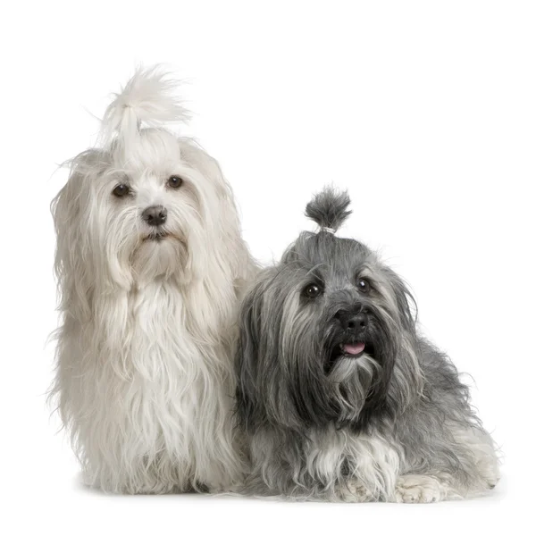 Dvojice havanese psa — Stock fotografie