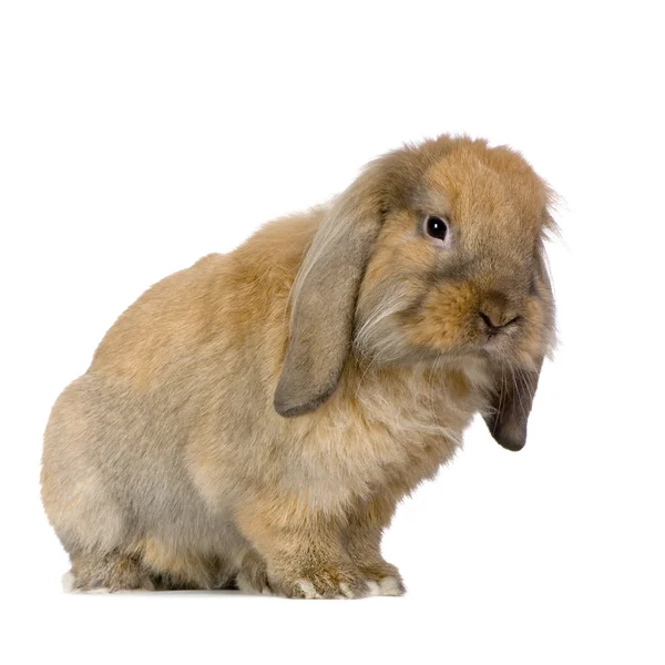 Лоп-кролик — стоковое фото