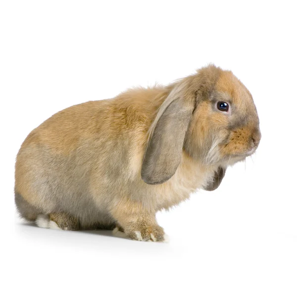 垂れウサギ — ストック写真