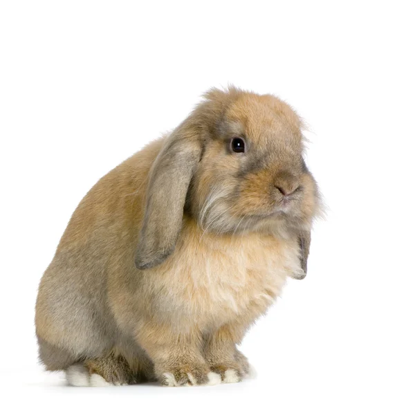 Lop tavşanı — Stok fotoğraf