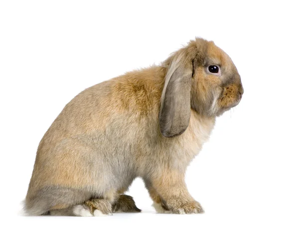 Lop kanin — Stockfoto
