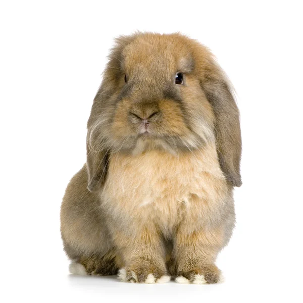 Hangoor konijnen — Stockfoto