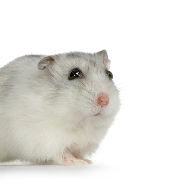 Rus hamster — Stok fotoğraf
