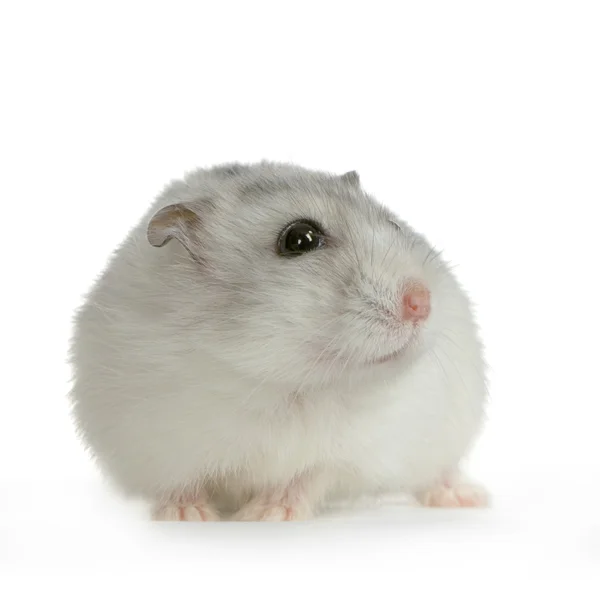 Hamster russo — Fotografia de Stock