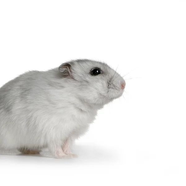 Hamster russo — Fotografia de Stock
