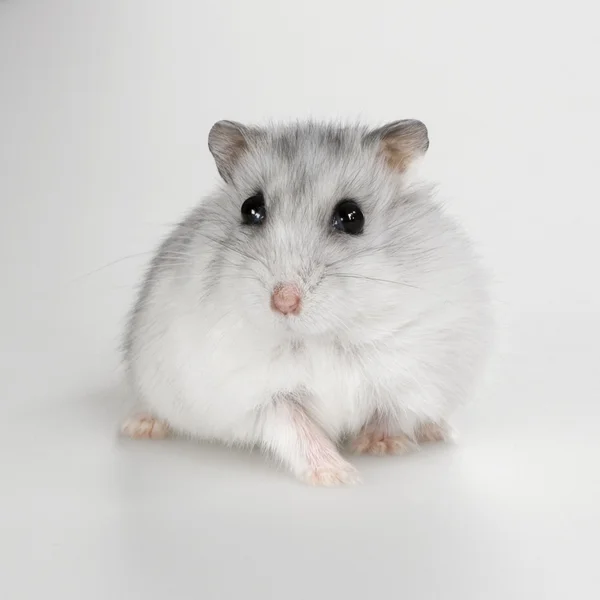 Rysk hamster — Stockfoto