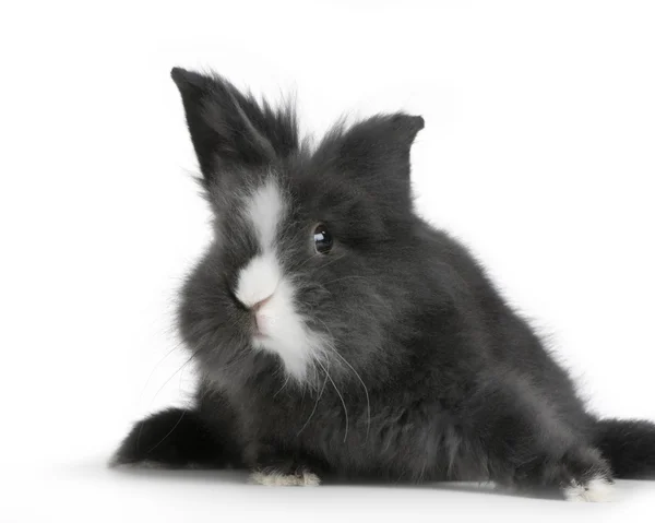 Cüce tavşanı — Stok fotoğraf
