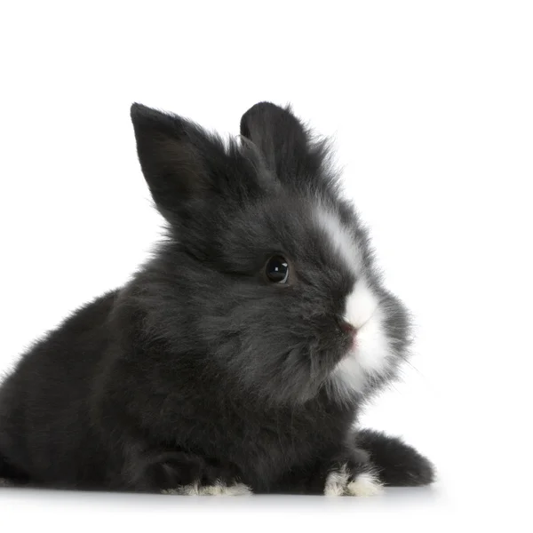 Zakrslý králík — Stock fotografie