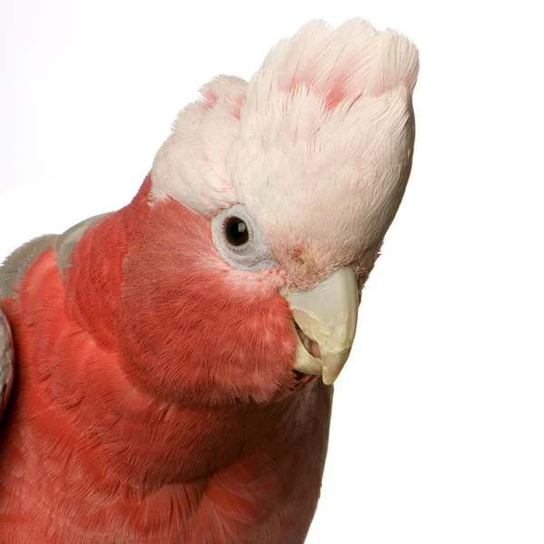 Roze kaketoe — Stockfoto