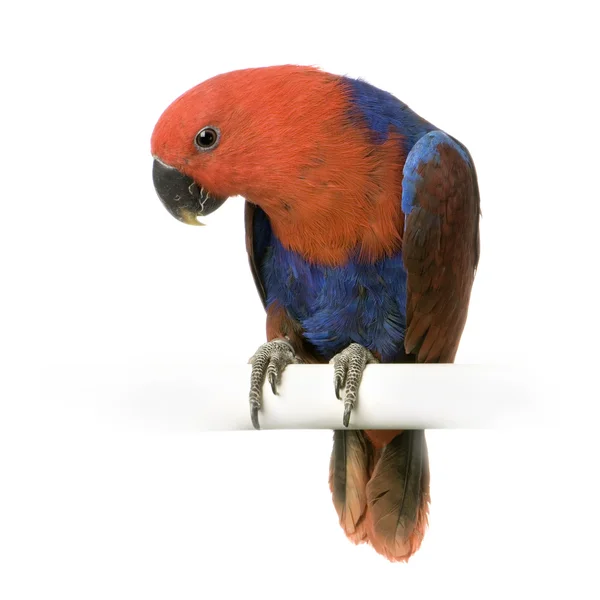 Papagaio-de-éclectus fêmea - Eclectus roratus — Fotografia de Stock