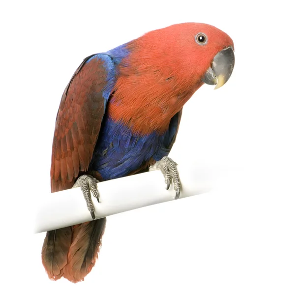 Ženské eclectus papoušek - eclectus roratus — Stock fotografie