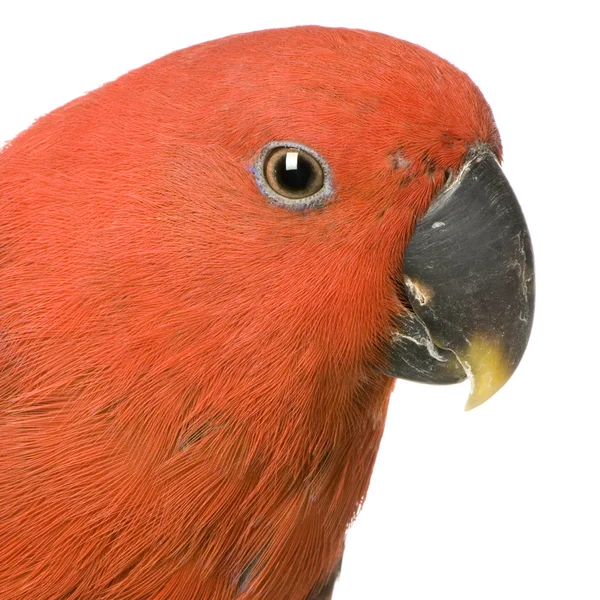 Ženské eclectus papoušek - eclectus roratus — Stock fotografie