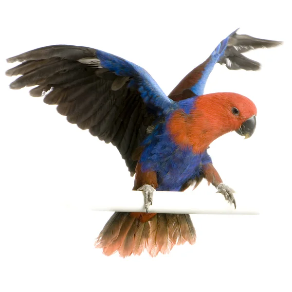 Weibchen eclectus papagei - eclectus roratus — Stockfoto