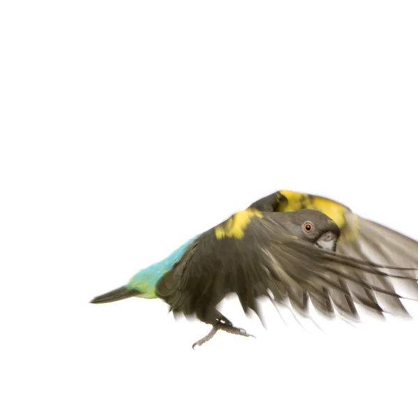 메이어의 앵무새-poicephalus meyeri — 스톡 사진