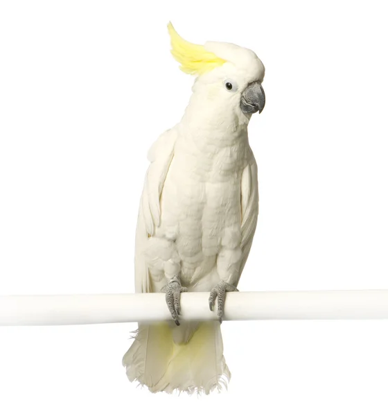 Yellow-crested Cockatoo — Stock Photo, Image