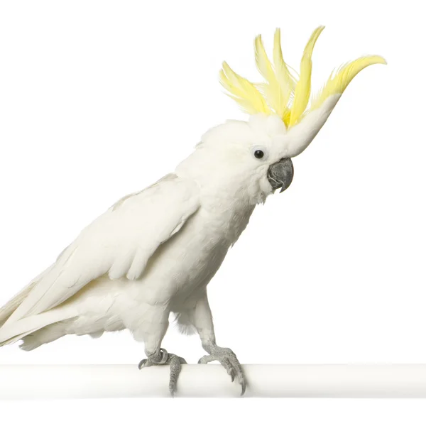 Yellow-crested Cockatoo — Stockfoto