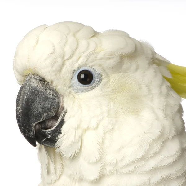 노란색-볏이 있는 앵무새 — 스톡 사진