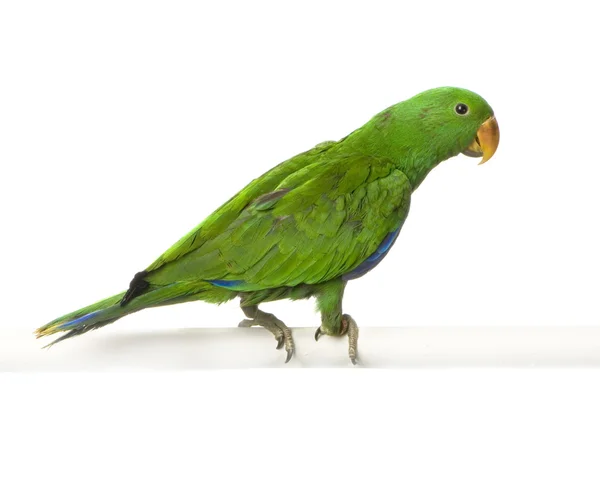 Mężczyzna eclectus papuga - eclectus roratus — Zdjęcie stockowe