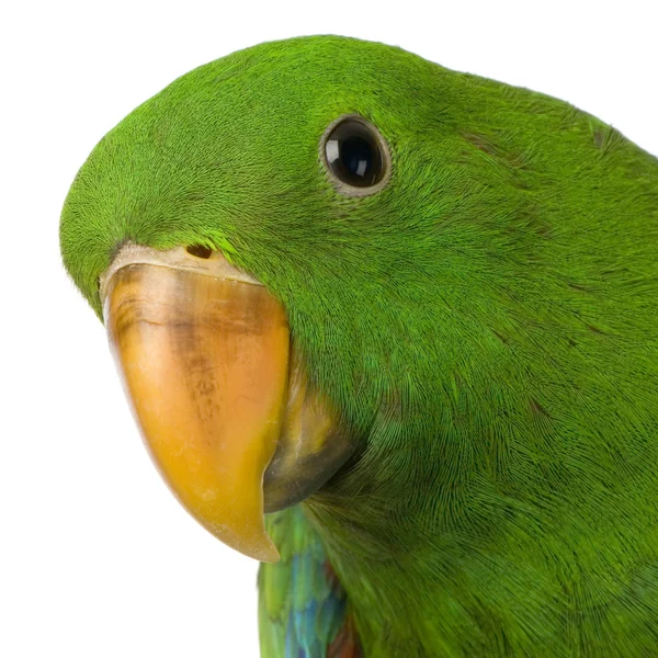 Männchen eclectus papagei - eclectus roratus — Stockfoto