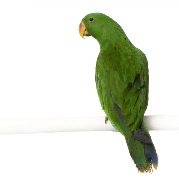 Manliga eclectus papegoja - eclectus roratus — Stockfoto