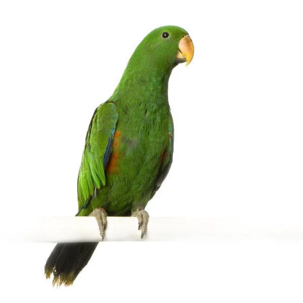 Мужчина Eclectus Parrot - Eclectus roratus — стоковое фото