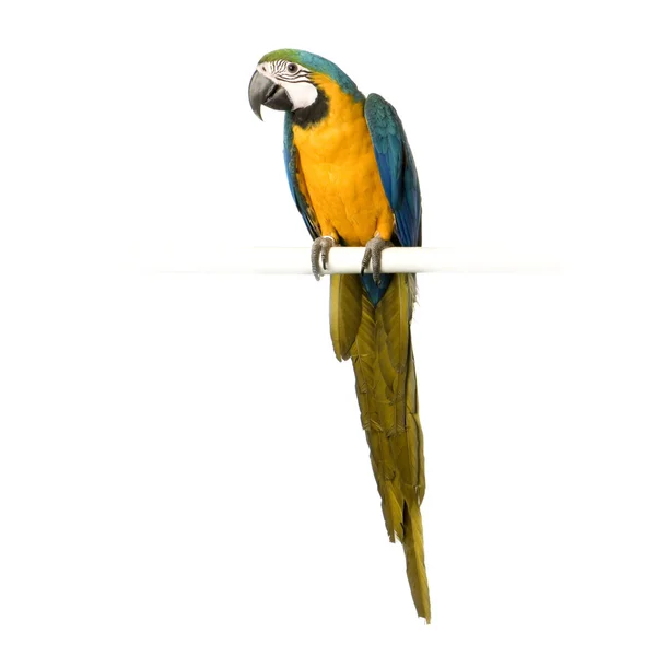 Сине-жёлтый ара-арауна — стоковое фото