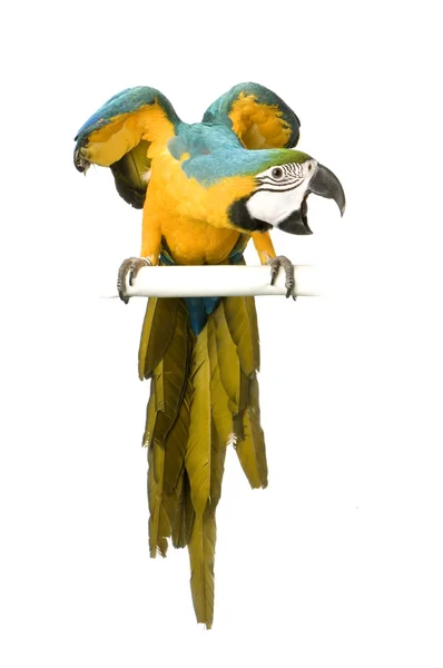 Blue-and-yellow Macaw - Ara ararauna — Stock Photo, Image