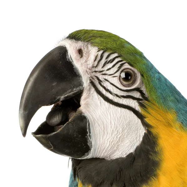 Blue-and-yellow Macaw - Ara ararauna — Stock Photo, Image