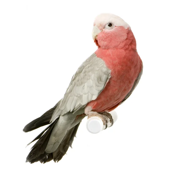 Roze kaketoe — Stockfoto